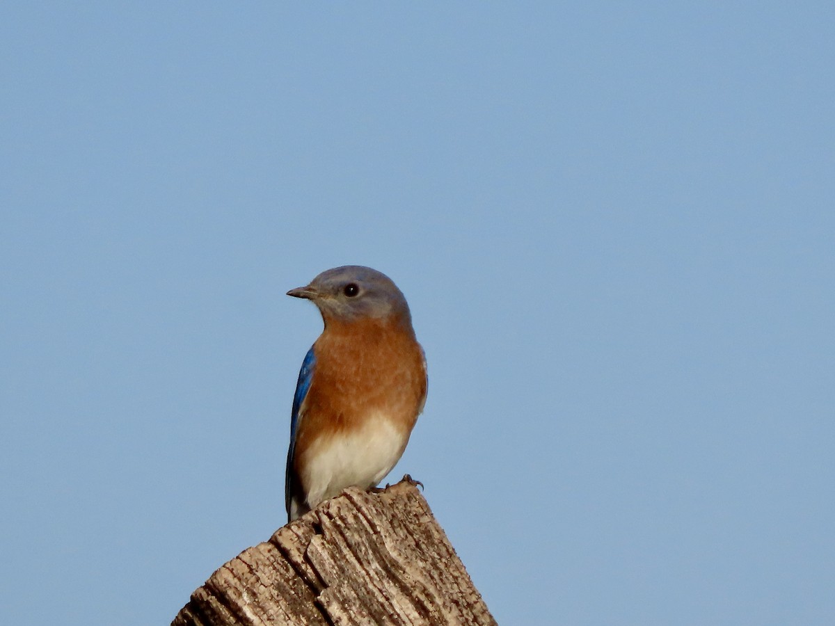 Eastern Bluebird - ML642886117