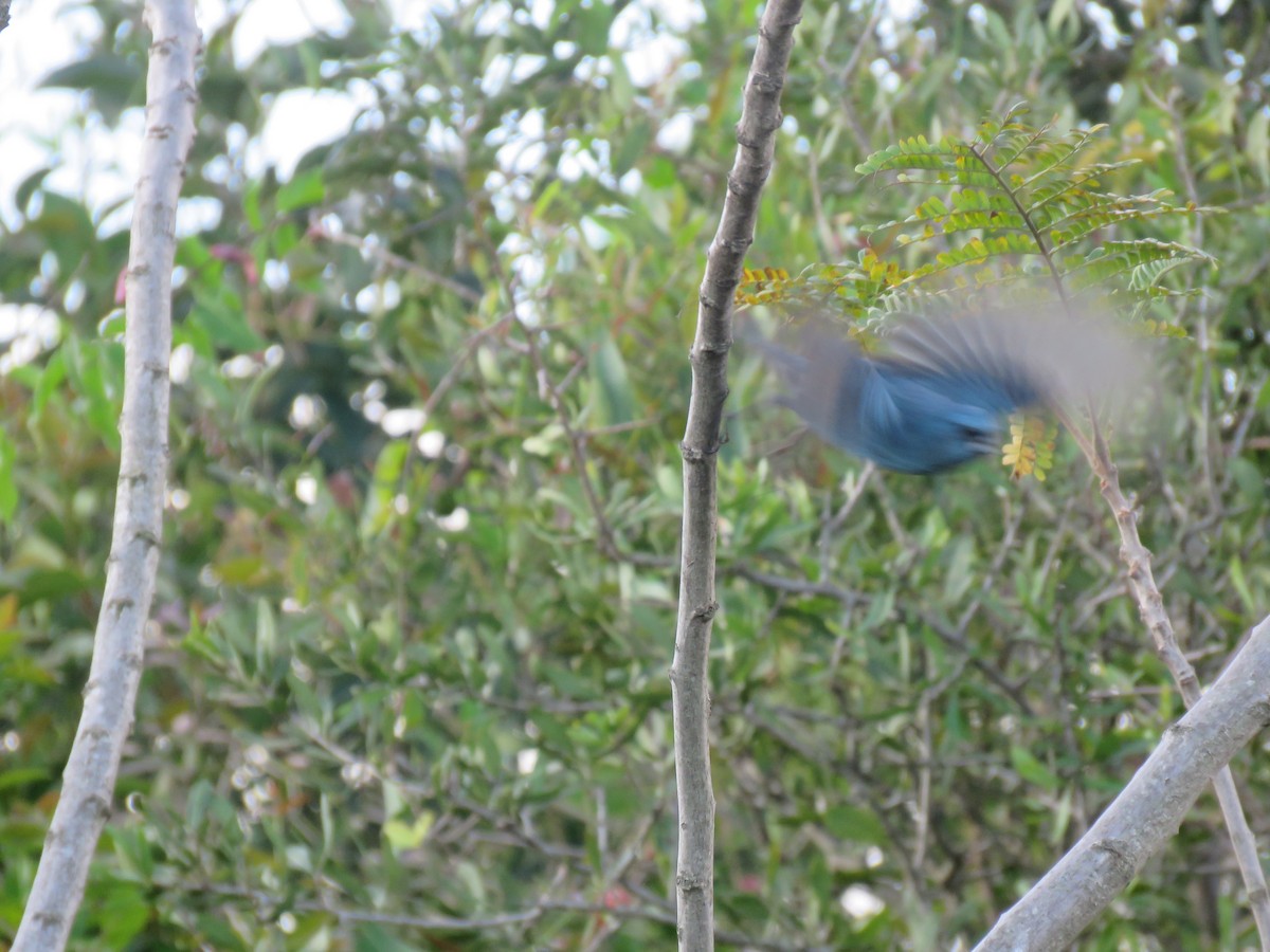 Glaucous-blue Grosbeak - ML642886187