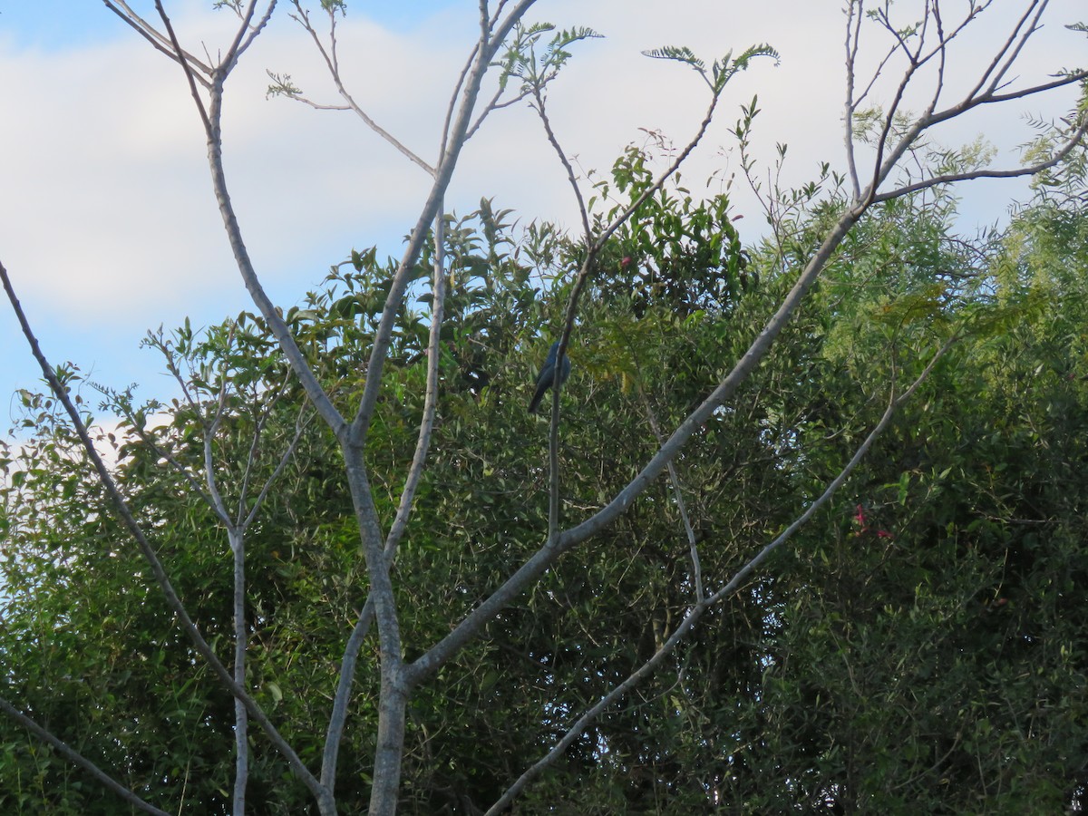 Glaucous-blue Grosbeak - ML642886188