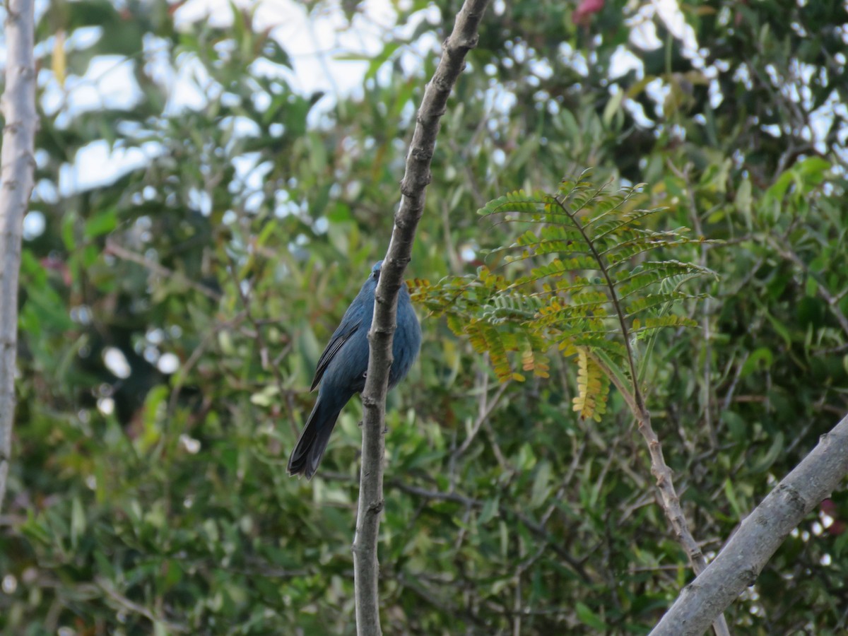Glaucous-blue Grosbeak - ML642886189