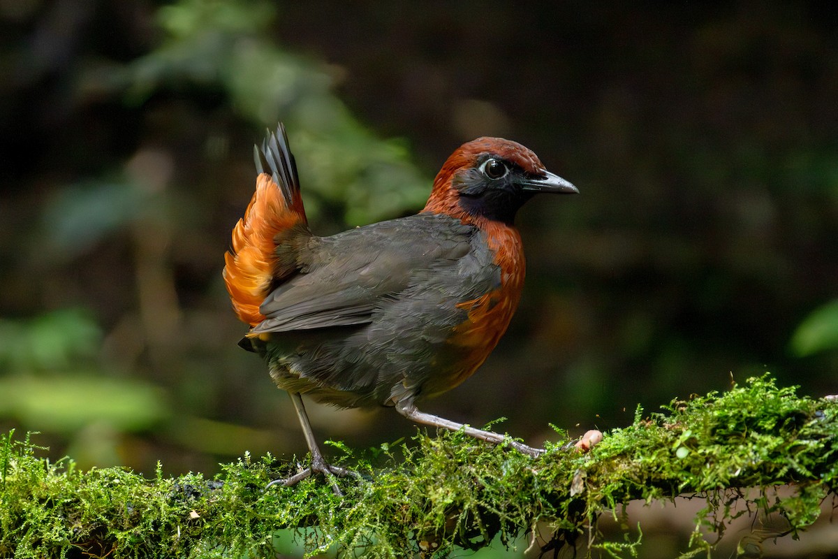 Rufous-breasted Antthrush - ML642886199