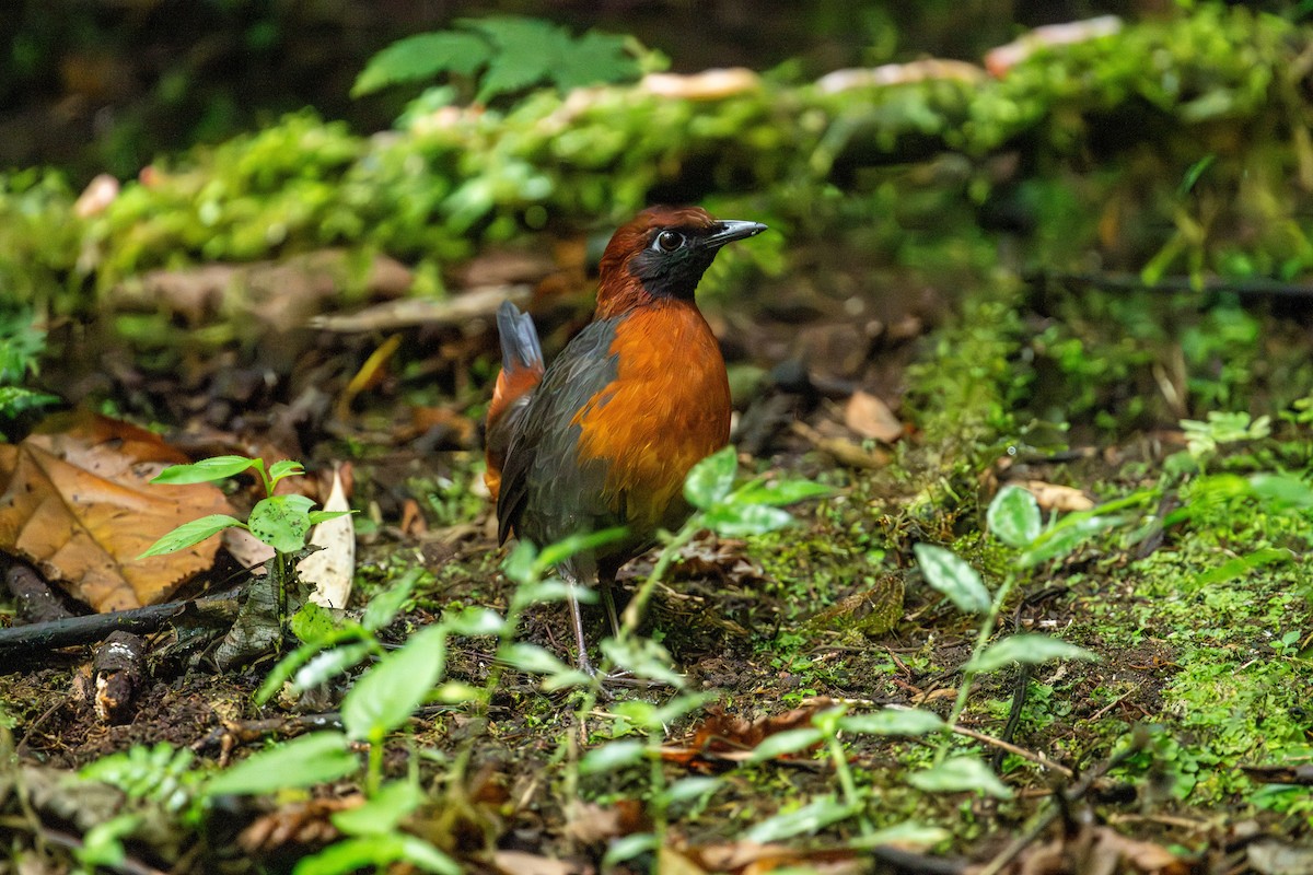 Rufous-breasted Antthrush - ML642886200