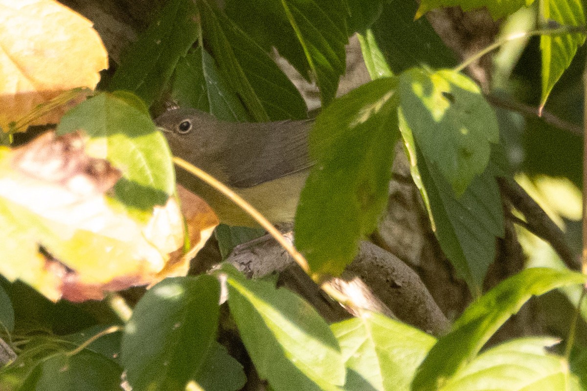 Connecticut Warbler - ML642886204