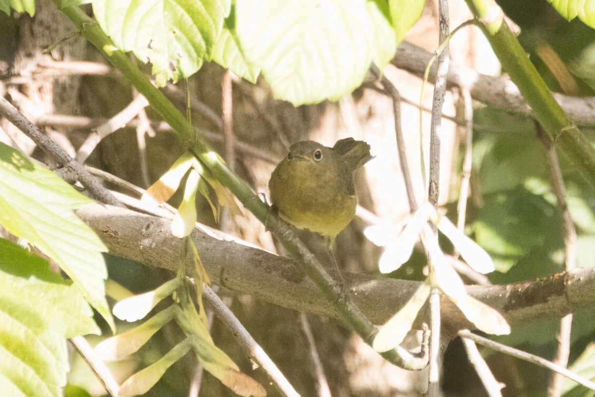 Connecticut Warbler - ML642886205