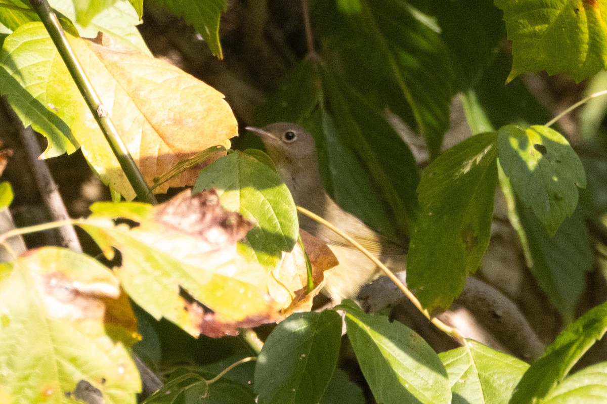 Connecticut Warbler - ML642886206