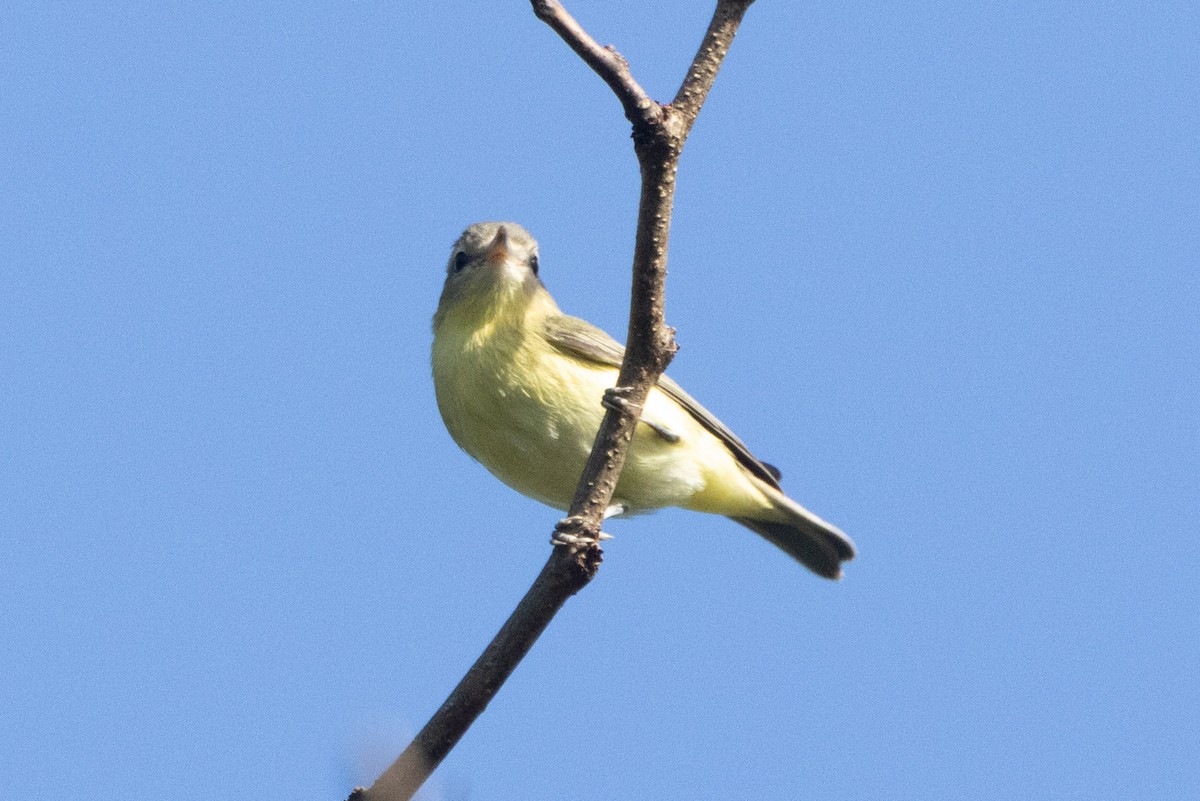 Philadelphia Vireo - ML642886225