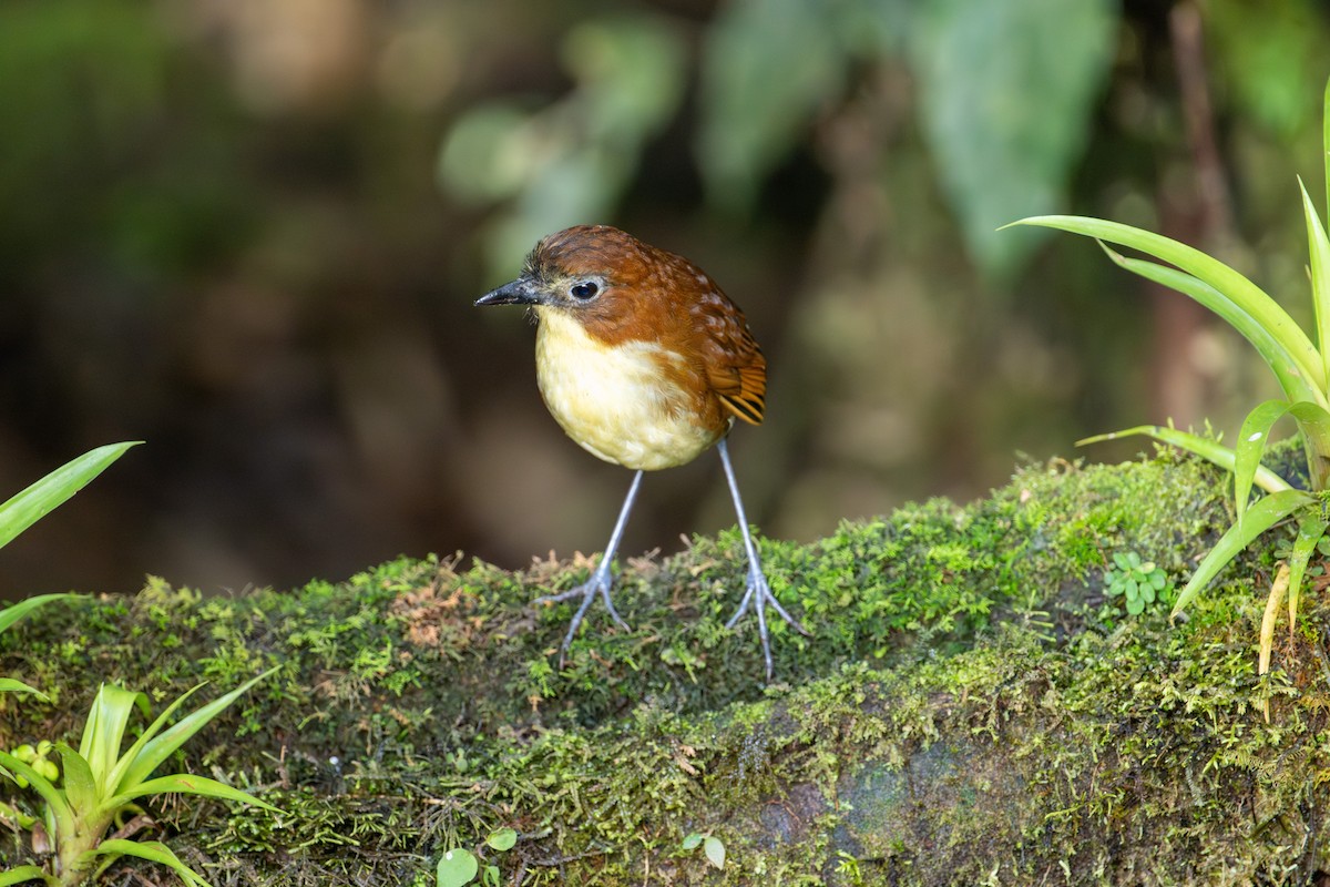 Yellow-breasted Antpitta - ML642886226