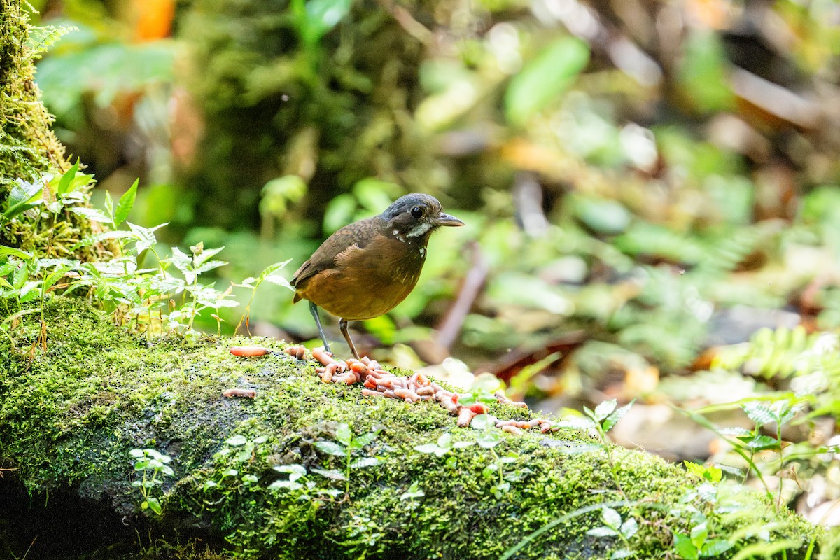 Moustached Antpitta - ML642886228