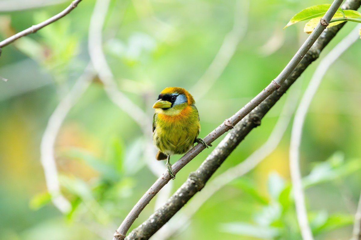 Red-headed Barbet - ML642886275