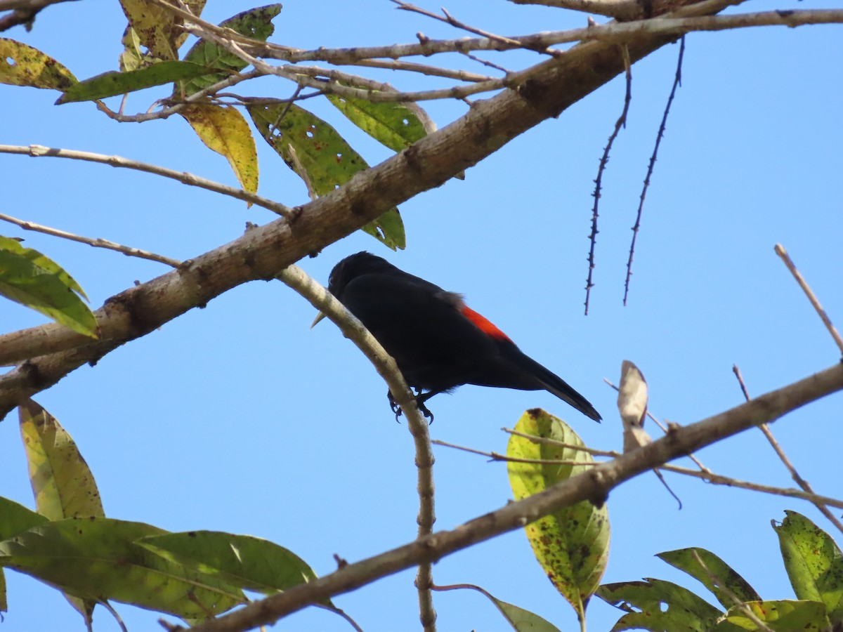 Yellow-green Grosbeak - ML642886276