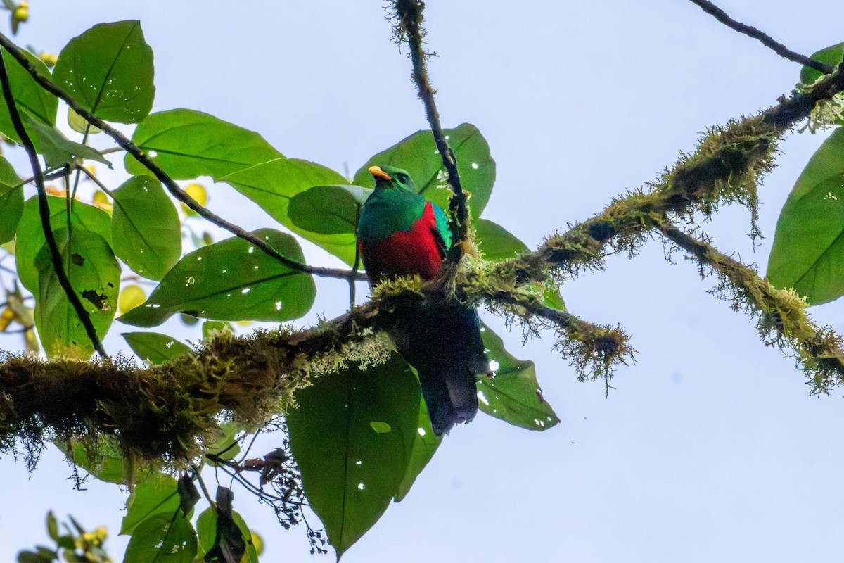 Golden-headed Quetzal - ML642886295