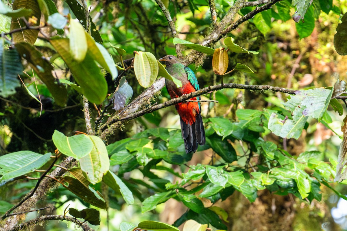 Golden-headed Quetzal - ML642886296