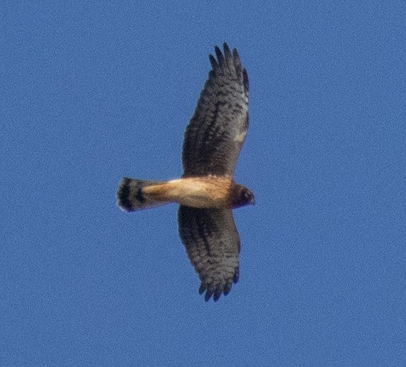 Northern Harrier - ML642886311