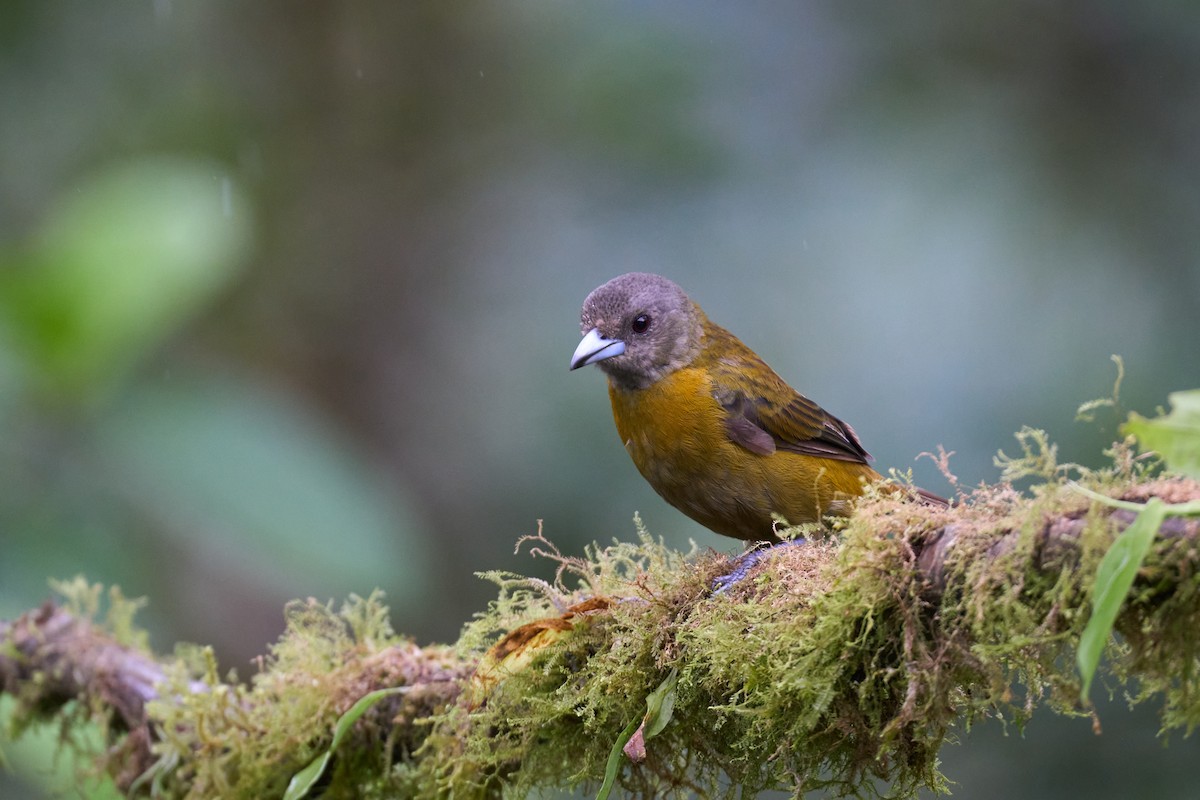 Scarlet-rumped Tanager - ML642886315