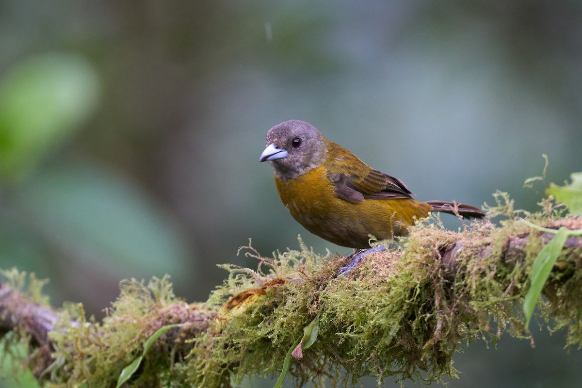 Scarlet-rumped Tanager - ML642886316