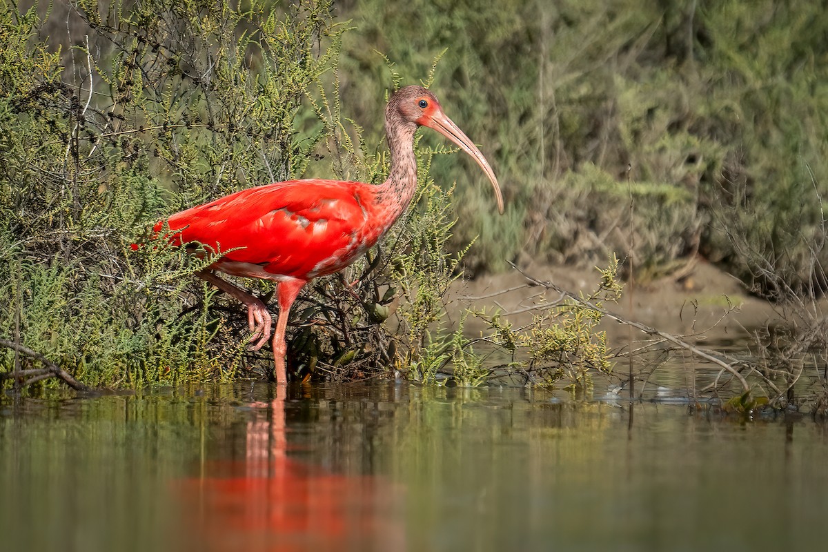 Scarlet Ibis - ML642886317