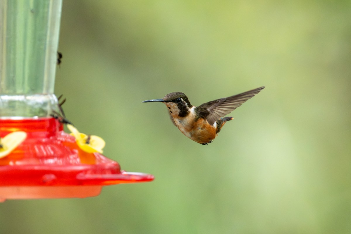 Purple-throated Woodstar - ML642886318