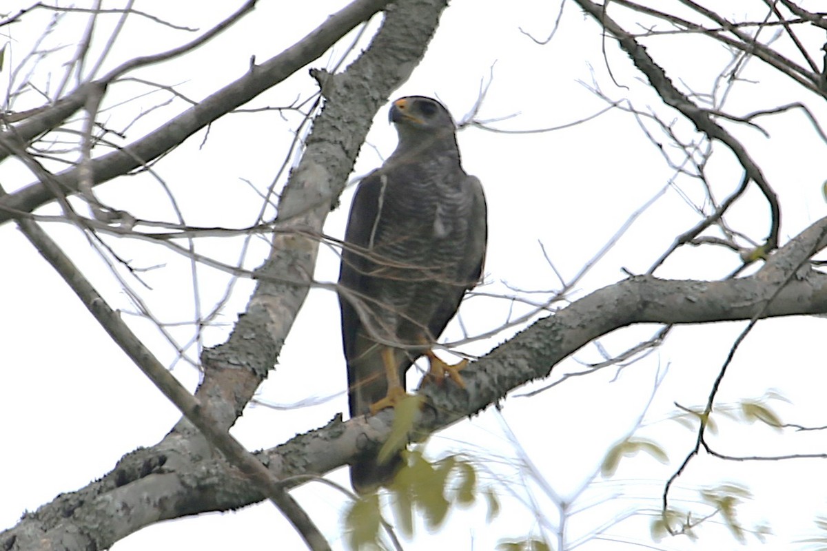 Gray Hawk - ML642886319