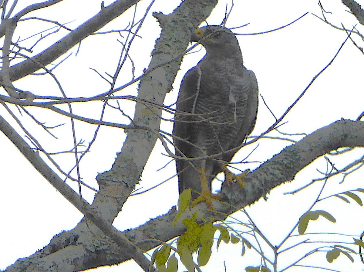 Gray Hawk - ML642886320
