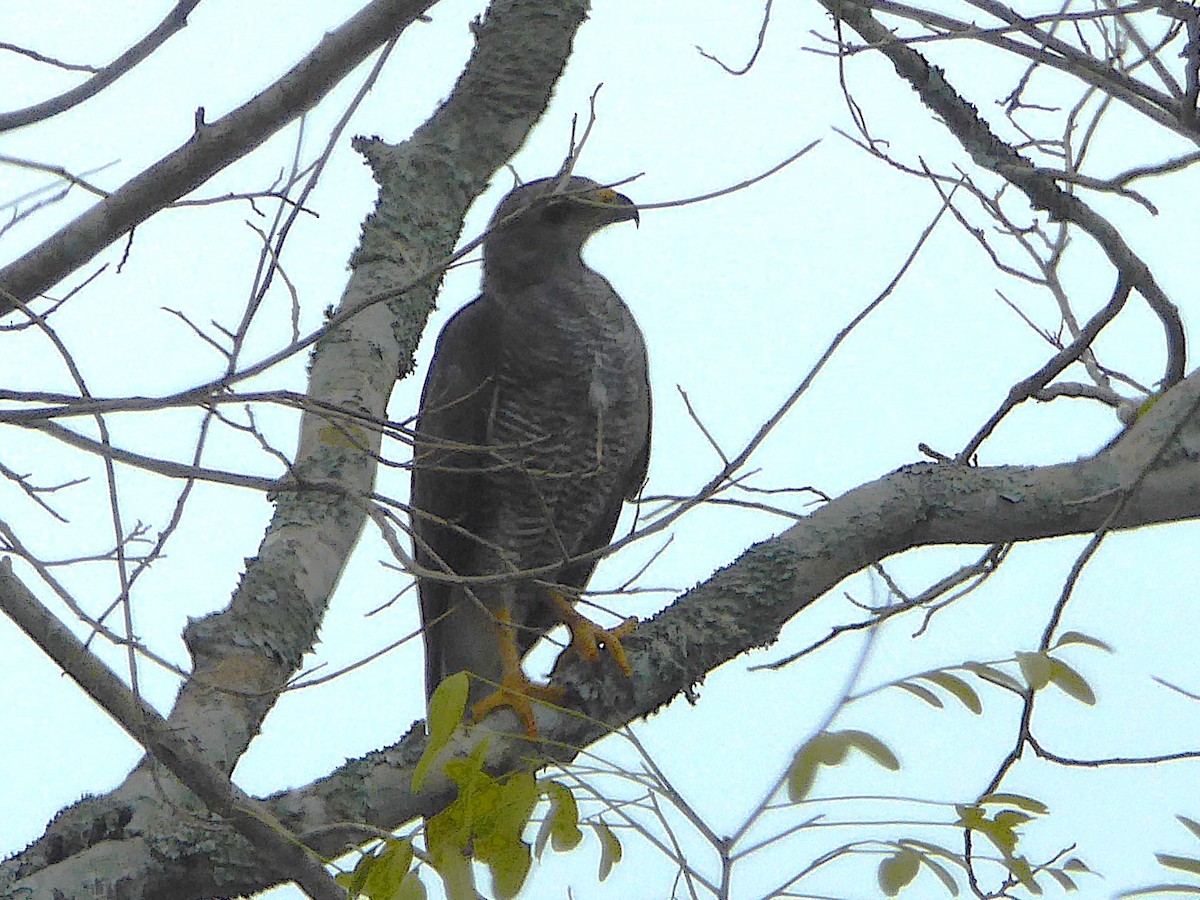 Gray Hawk - ML642886321