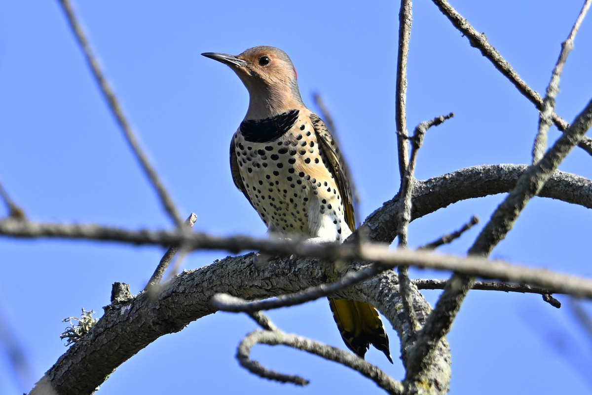 Northern Flicker - ML642886325