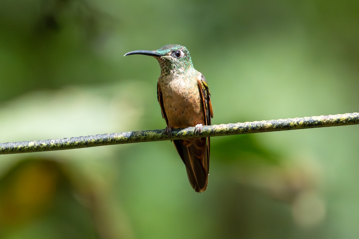 Fawn-breasted Brilliant - ML642886342