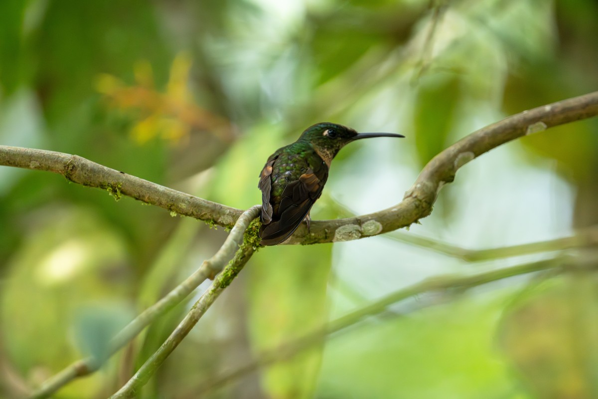 Fawn-breasted Brilliant - ML642886343