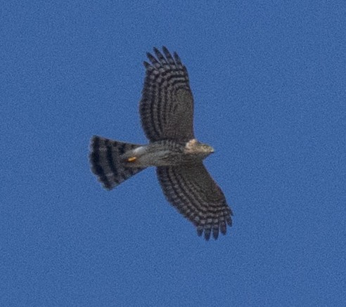 Sharp-shinned Hawk (Northern) - ML642886346