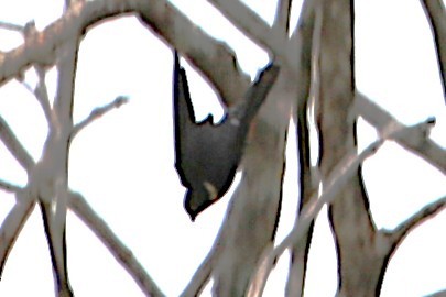 Bat Falcon - ML642886347