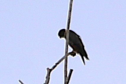 Bat Falcon - ML642886348