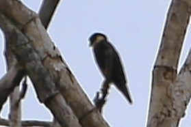 Bat Falcon - ML642886349