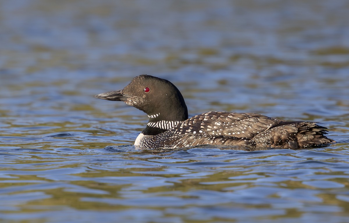 Common Loon - ML642886358