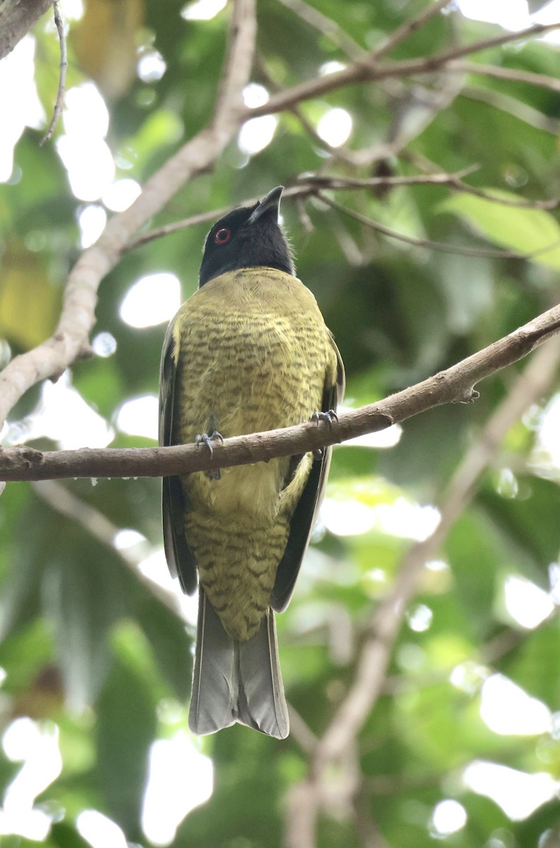 Black-headed Berryeater - ML642886362