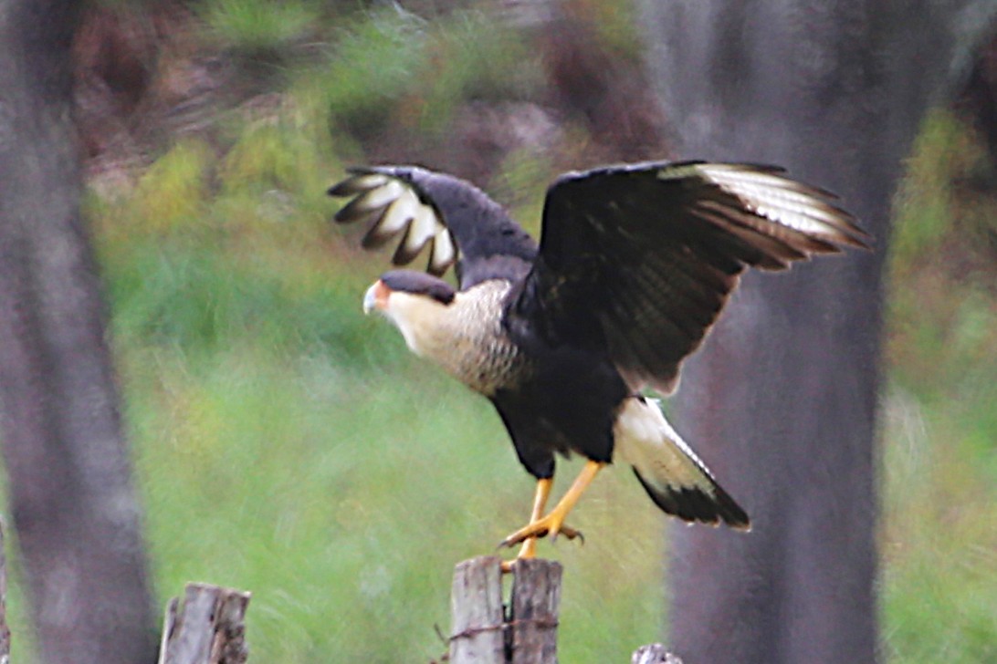 Crested Caracara - ML642886365