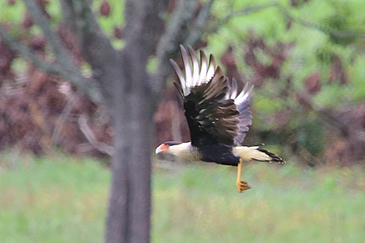 Crested Caracara - ML642886366