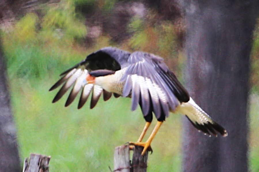 Crested Caracara - ML642886367