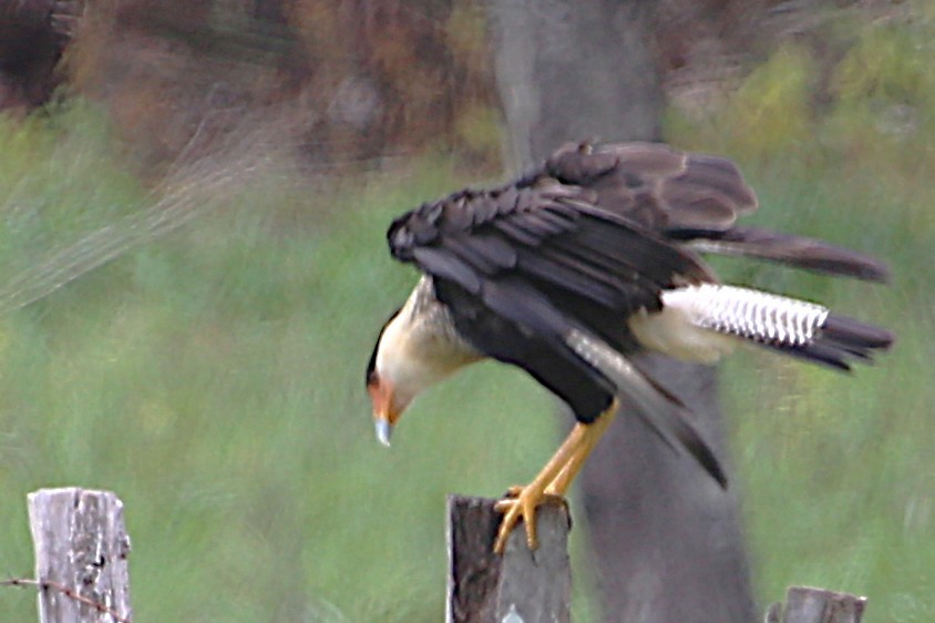 Crested Caracara - ML642886368