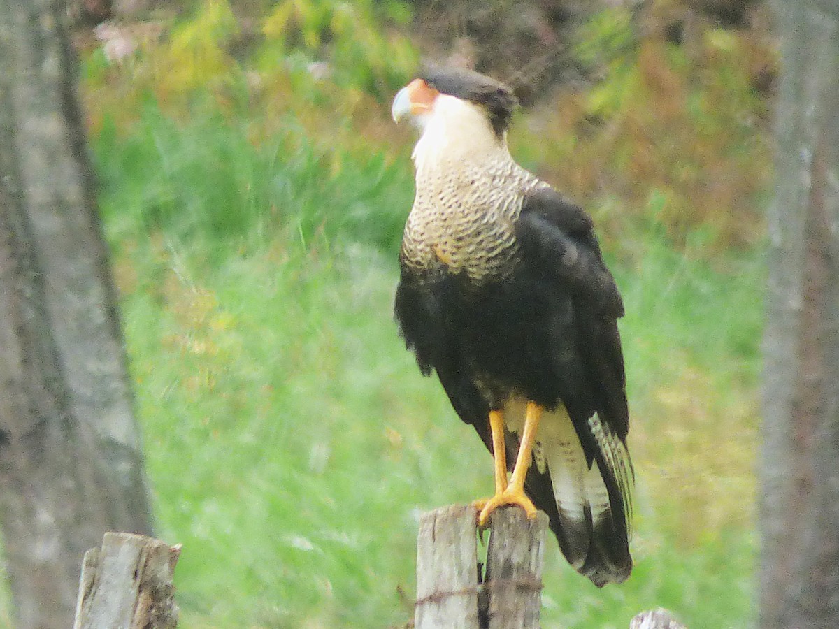 Crested Caracara - ML642886369