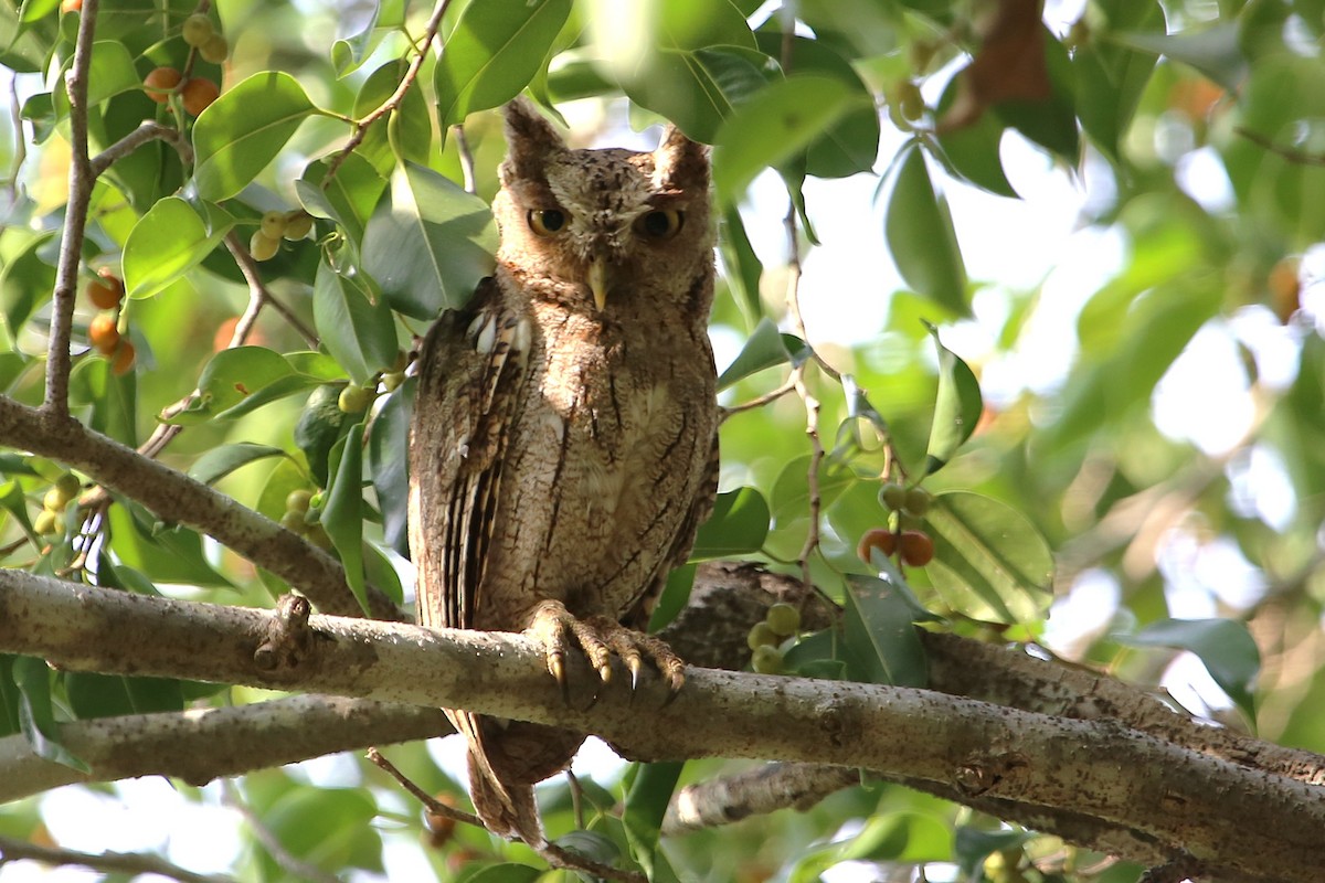 Pacific Screech-Owl - ML642886380