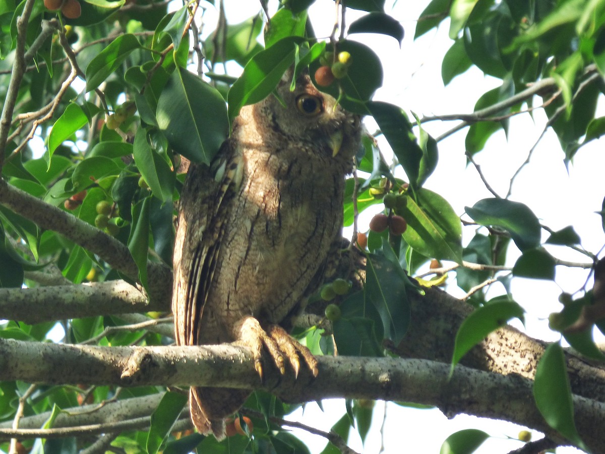 Pacific Screech-Owl - ML642886381