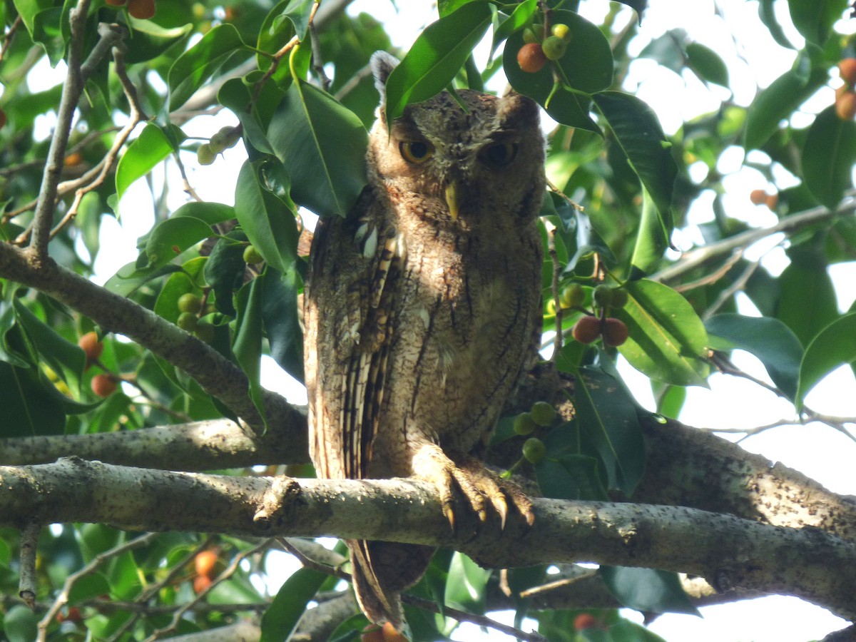 Pacific Screech-Owl - ML642886382