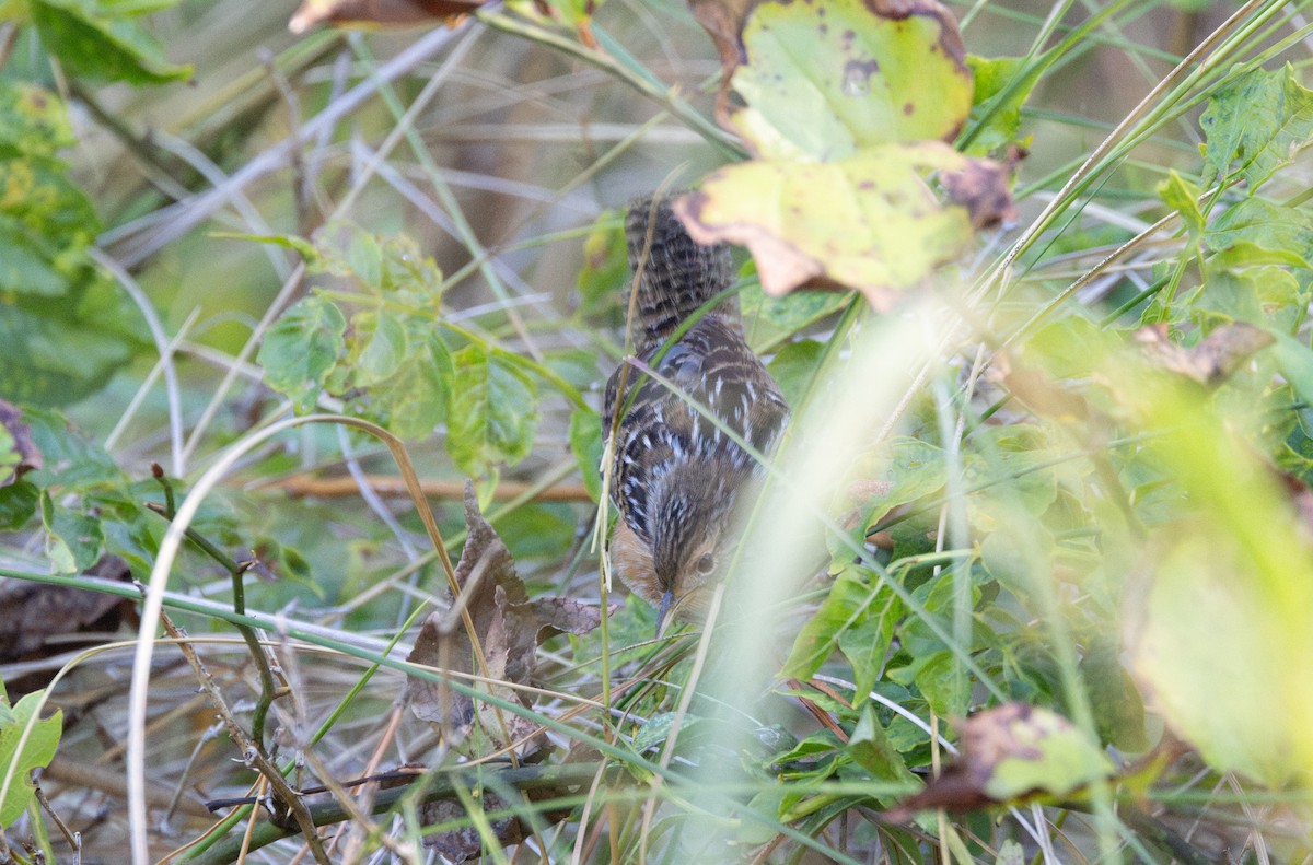 Sedge Wren - ML642886387