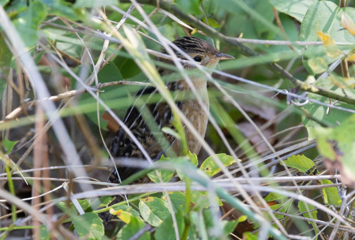 Sedge Wren - ML642886395