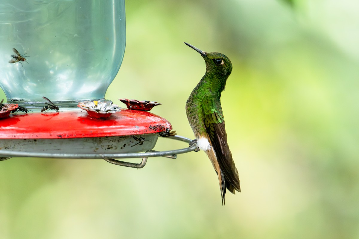 Buff-tailed Coronet - ML642886399