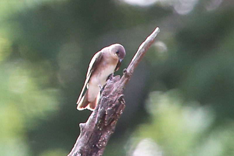 Northern Rough-winged Swallow - ML642886428