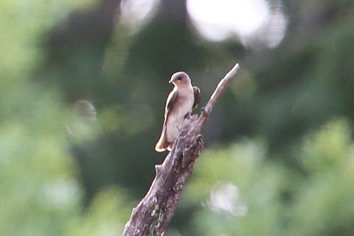 Northern Rough-winged Swallow - ML642886429