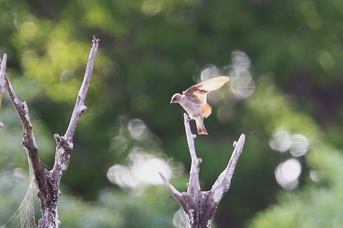 Northern Rough-winged Swallow - ML642886430
