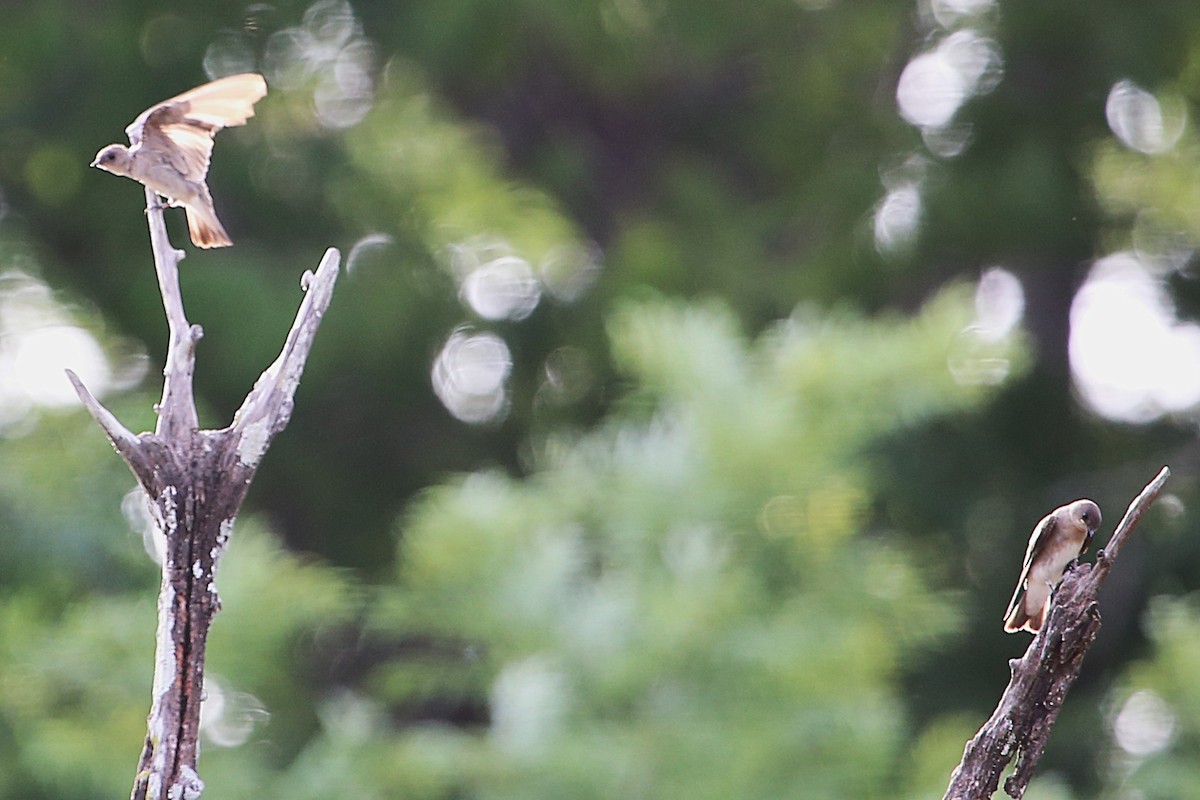 Northern Rough-winged Swallow - ML642886431