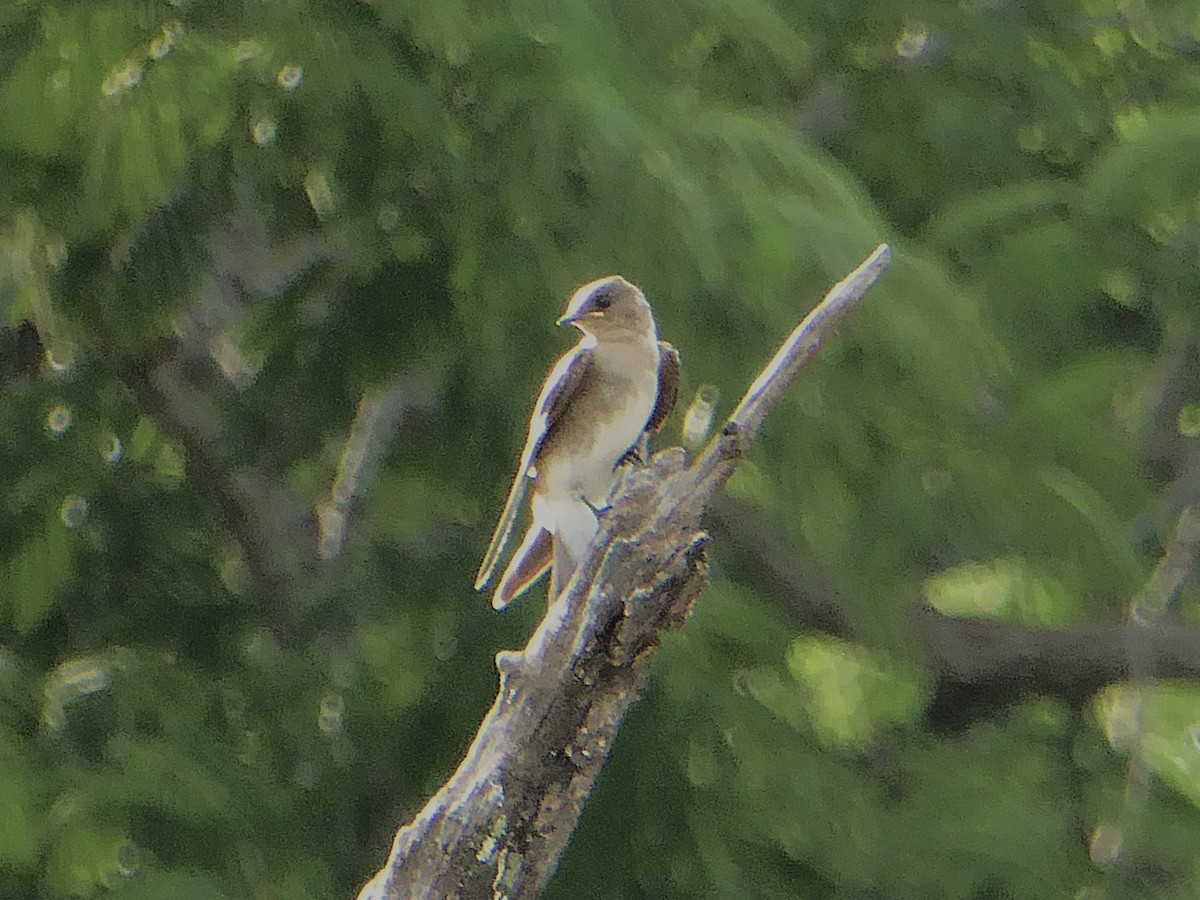 Northern Rough-winged Swallow - ML642886432
