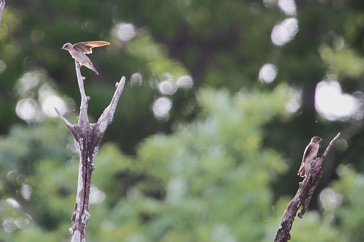 Northern Rough-winged Swallow - ML642886433
